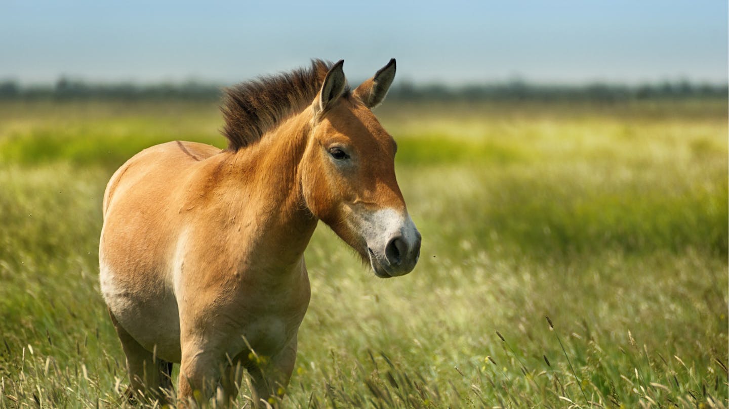 The last wild horse: How Przewalski’s horse returned from extinction