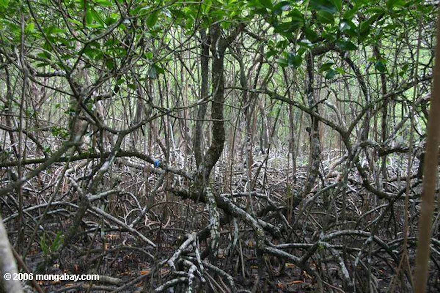 Central American Isthmian & Colombian Coastal Forests (NT24)