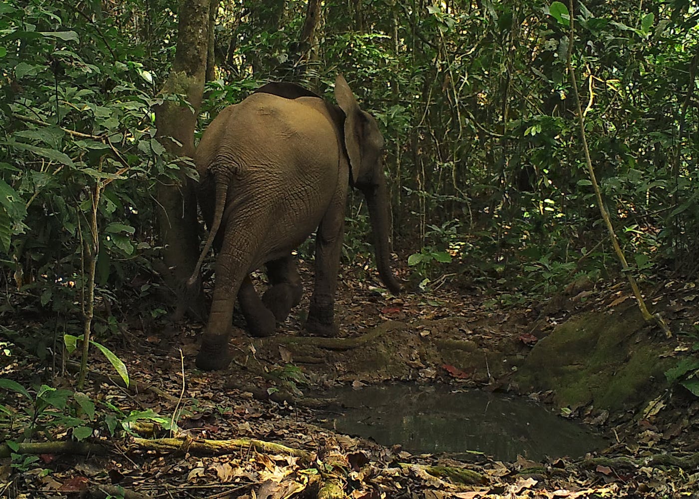 North Congolian Lowland Forests (AT15)