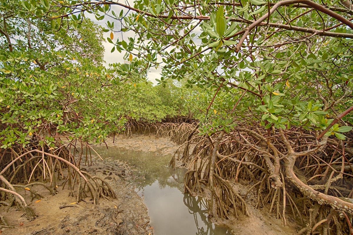 Mangroves and the cost of flooding