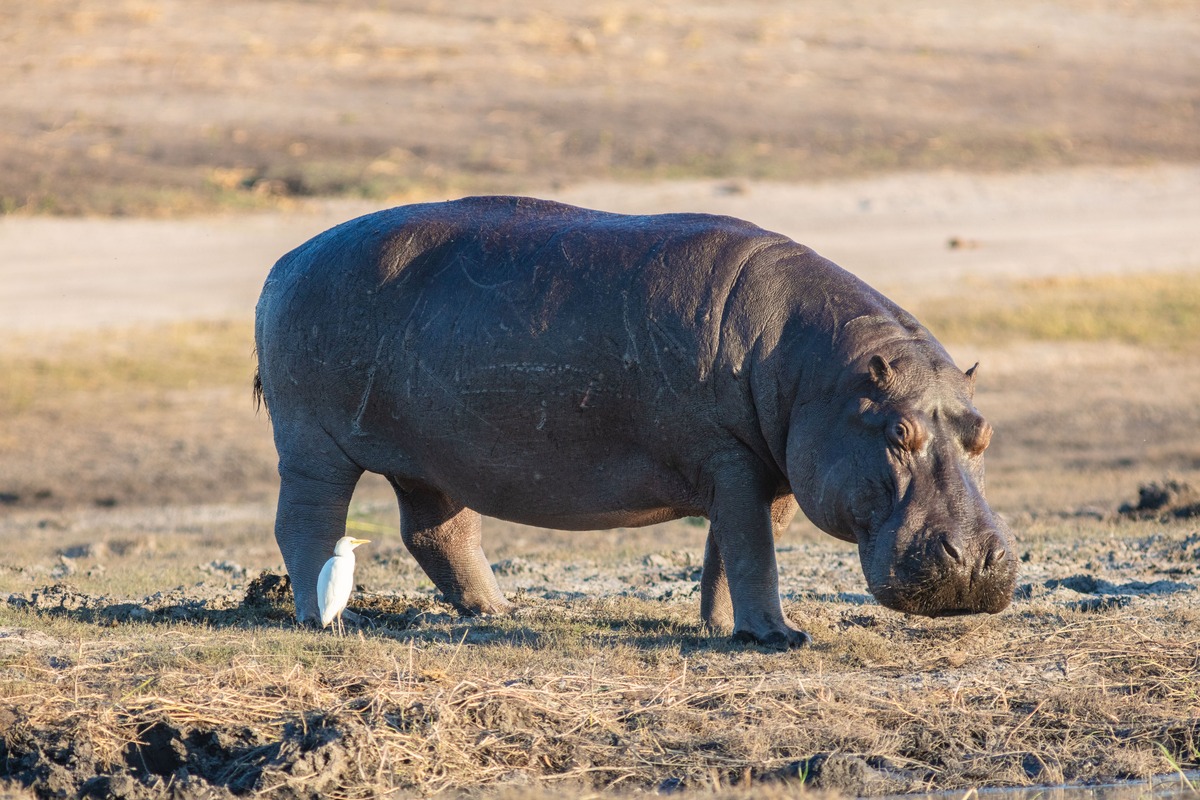 Hippopotamus (Hippopotamus amphibius) with a Cattle Egret (Bubulcus ibis), Chobe National Park, Botswana.