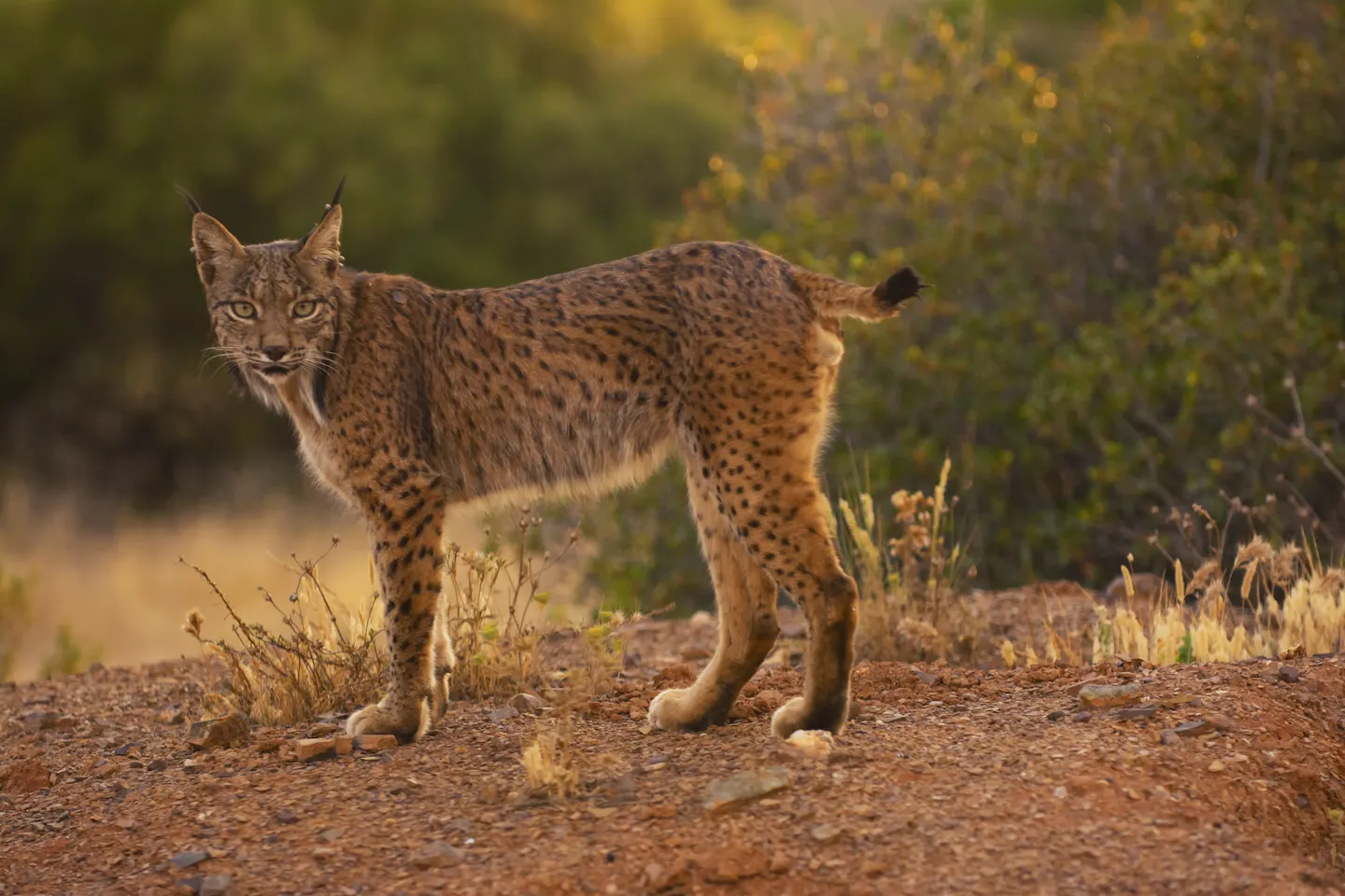 Iberian lynx: How conservation brought this wild cat back from the brink of extinction