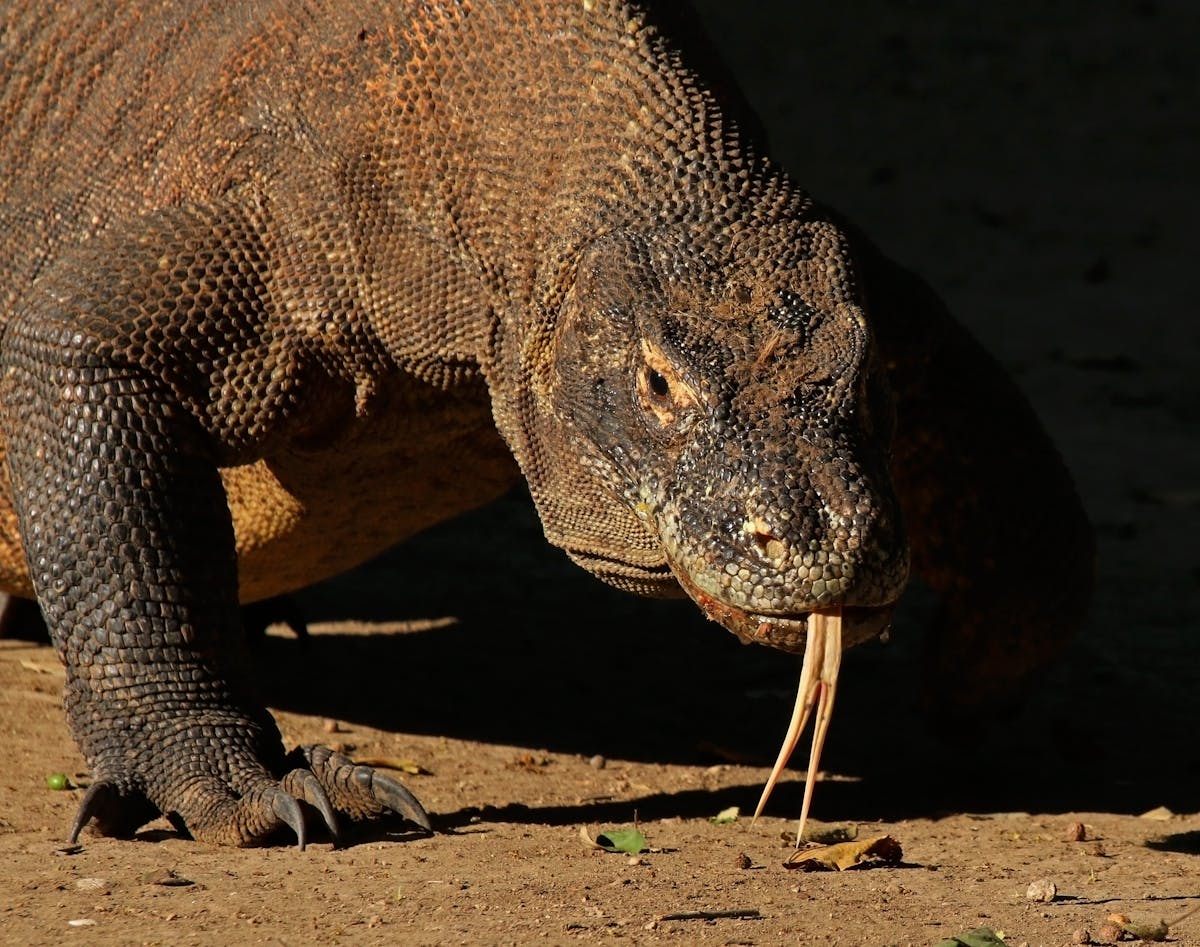 Komodo dragons: how one of the rarest, largest lizards thrive