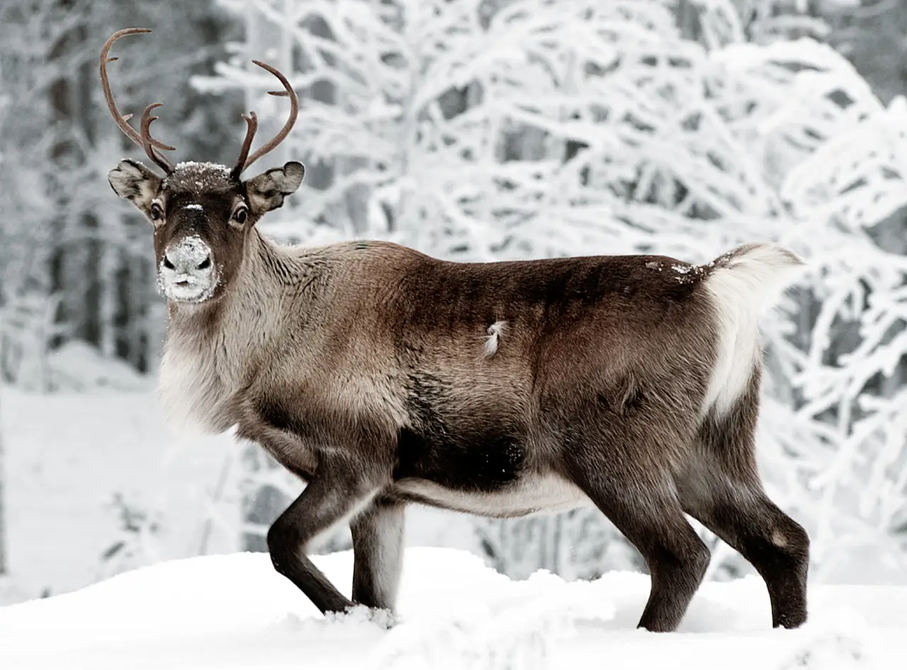 Reindeer in its natural environment. Moore. Dreamstime (12596159)