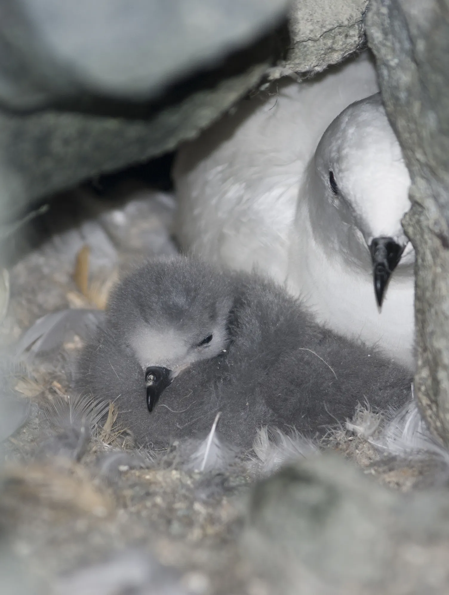 Snow petrel chick and mother nesting among rocks on the Antarctic island. Image Credit: © Tarpan, Dreamstime.