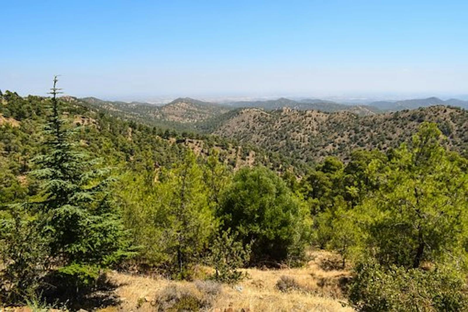 Cyprus Mediterranean Forests