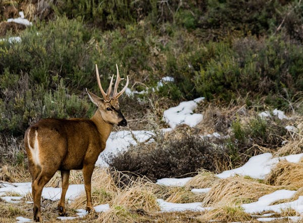 Chilean huemul: the Patagonian deer and lover of freezing weather