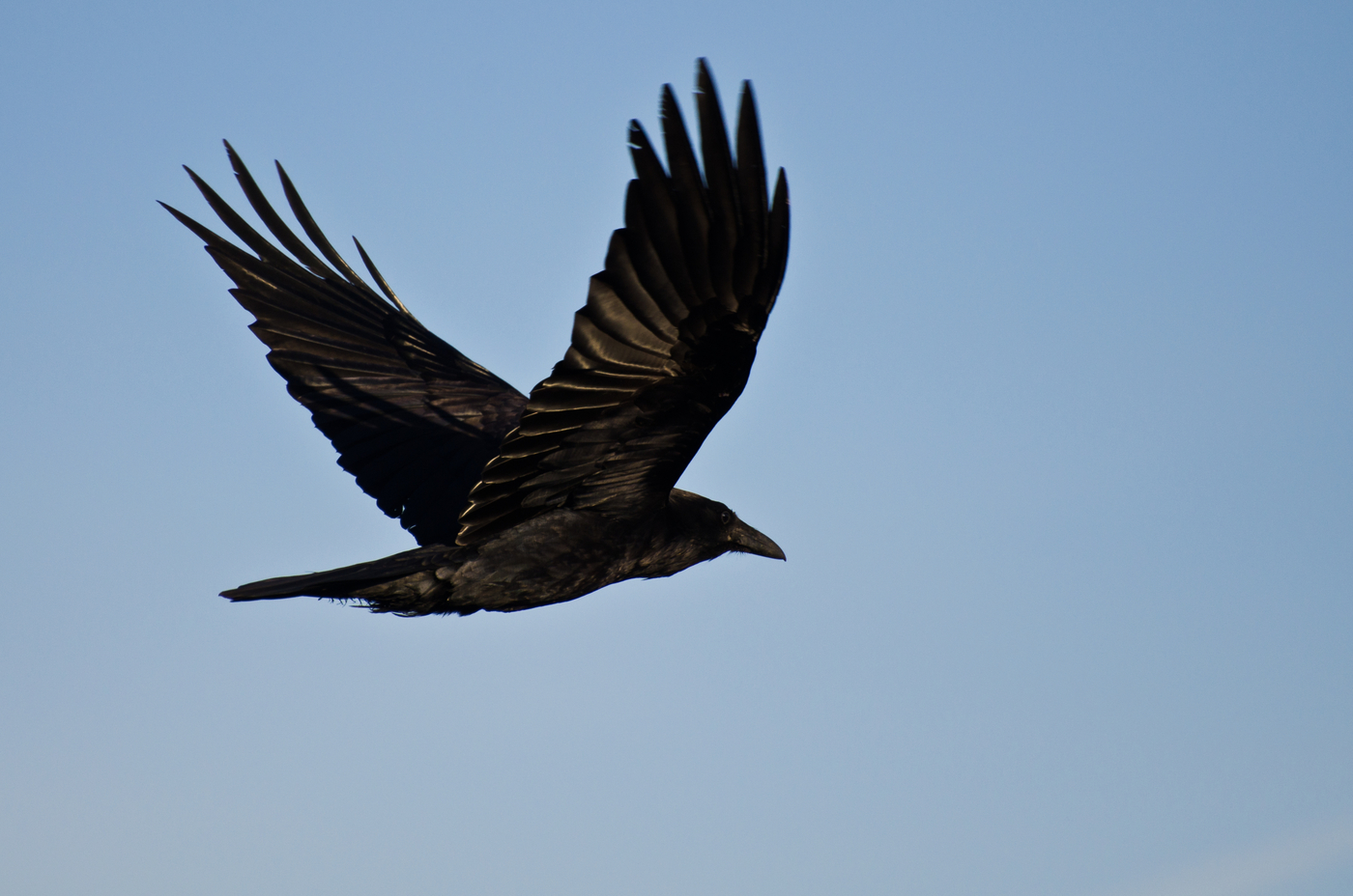 Common raven (Corvus corax) in flight.