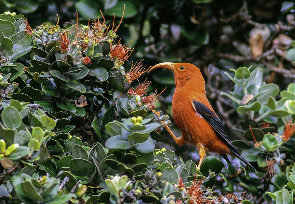Meet the ‘i’iwi, the bright red, melodic bird of Hawai'i