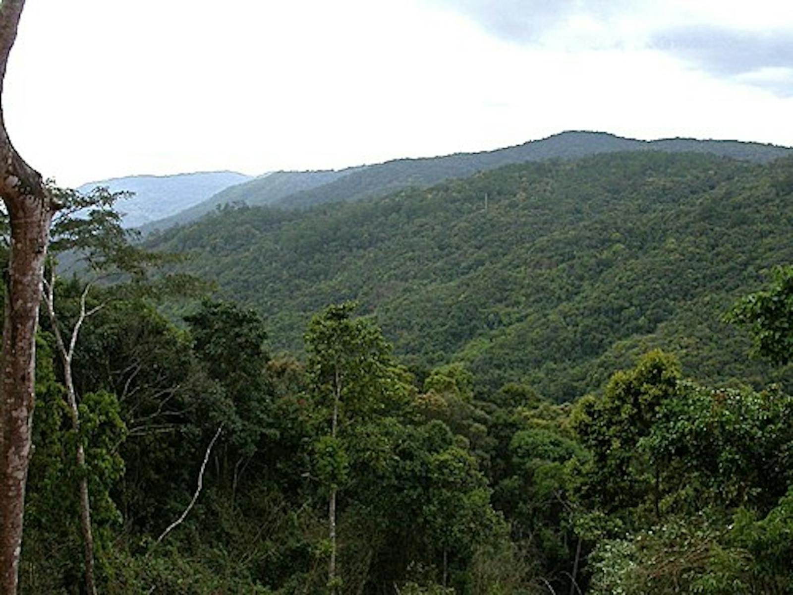 Southern Annamites Montane Rainforests