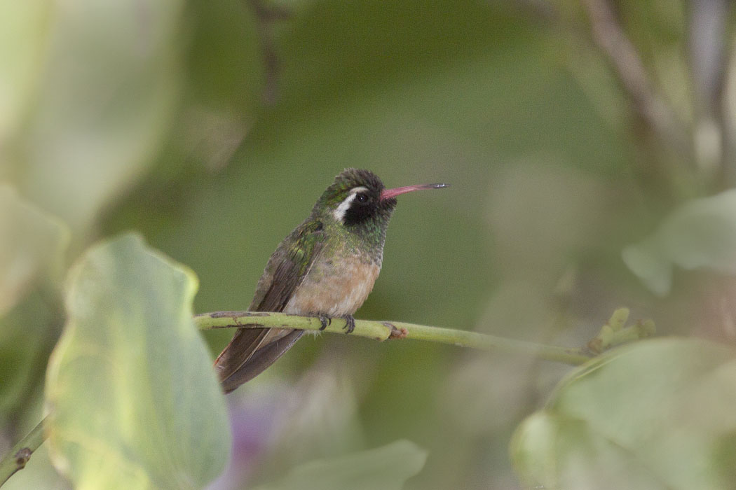 Xantus's Hummingbird (Hylocharis xantusii). Image credit: Marlin Harms via Flickr, CC by 2.0