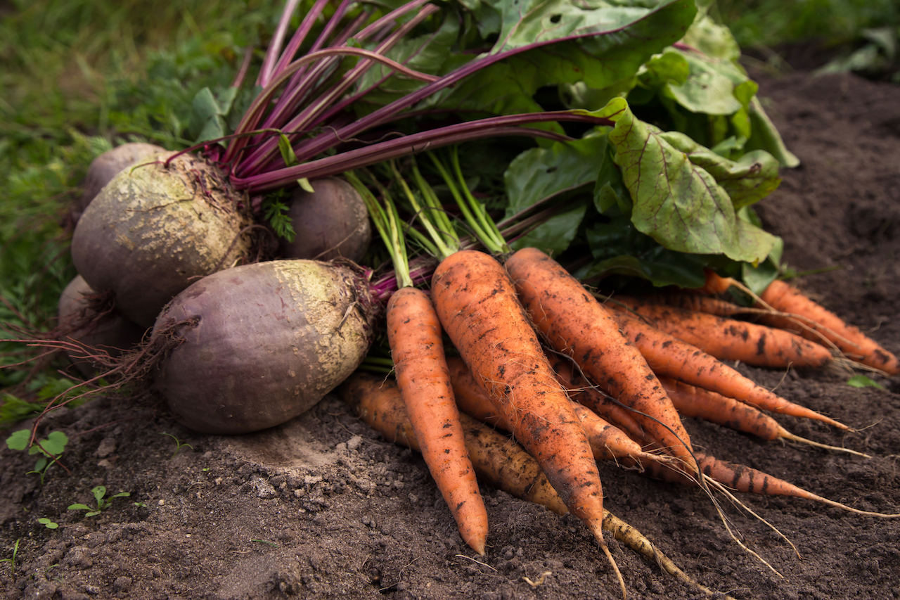 Harvesting organic vegetables. Image credit: ID 206202114 © Idenviktor | Dreamstime.com