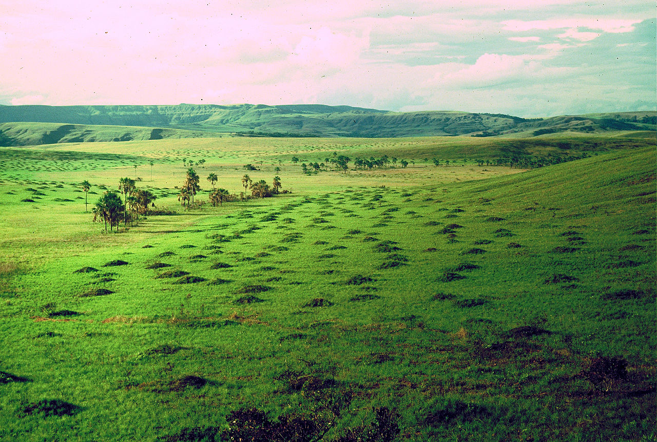 Guianan Savanna One Earth