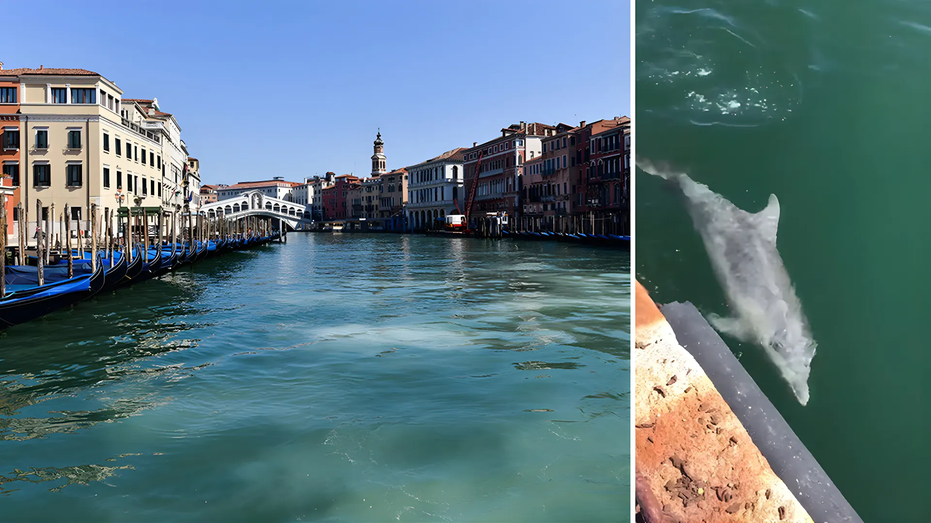The Venice Canals run clear amid coronavirus lockdown, so much so that dolphins appear in the famous Italian waterways. Image Credit: Canva/Twitter. The Venice Canals run clear amid coronavirus lockdown, so much so that dolphins appear in the famous Italian waterways. Image Credit: Canva/Twitter.
