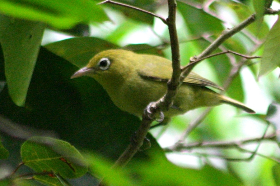 Louisiade white-eye. Image credit: Wikipedia, Remi Bigonneau (CC by 4.0)