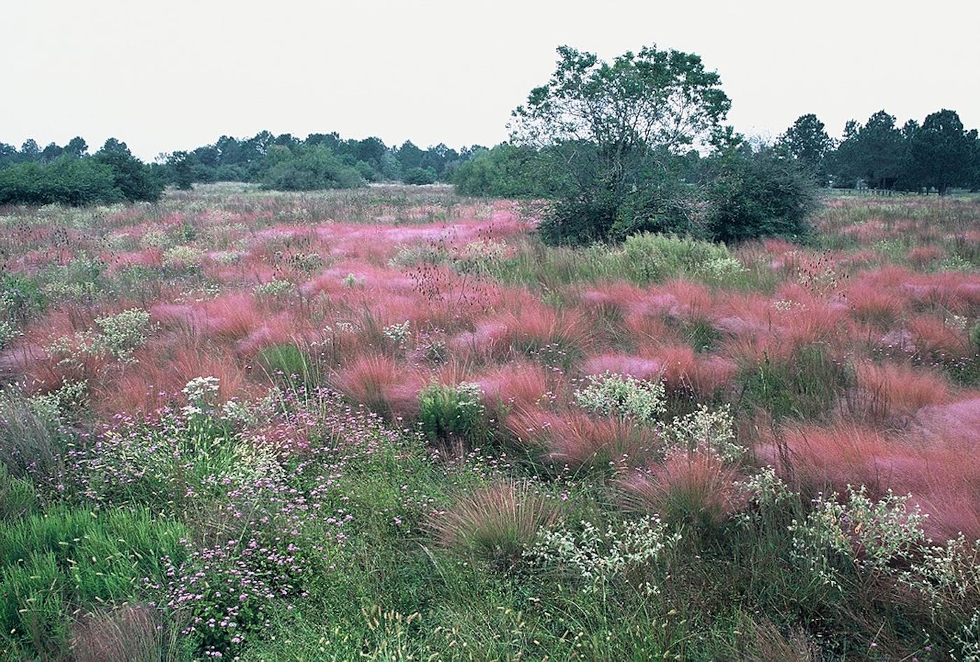 Western Gulf Coastal Grasslands (NA27)