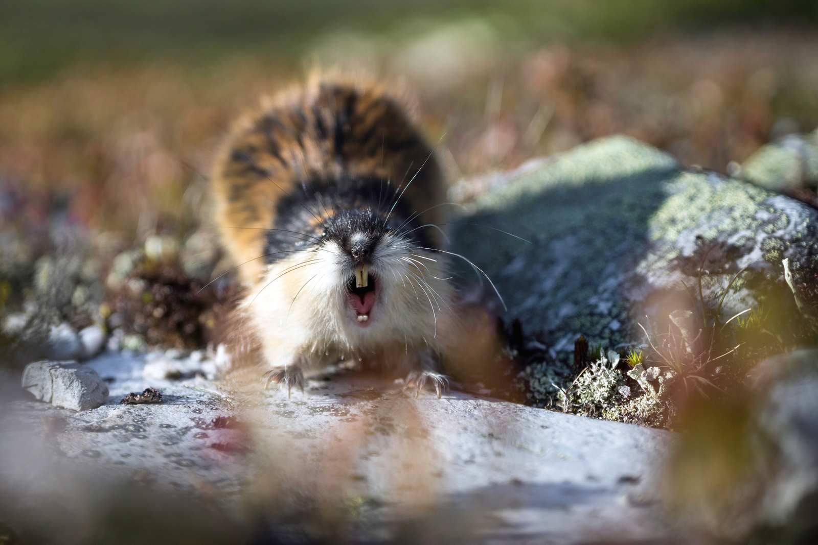 A very angry lemming baring its teeth in the Norwegian wilderness. Image Credit: © Jon Anders Wiken, Dreamstime.