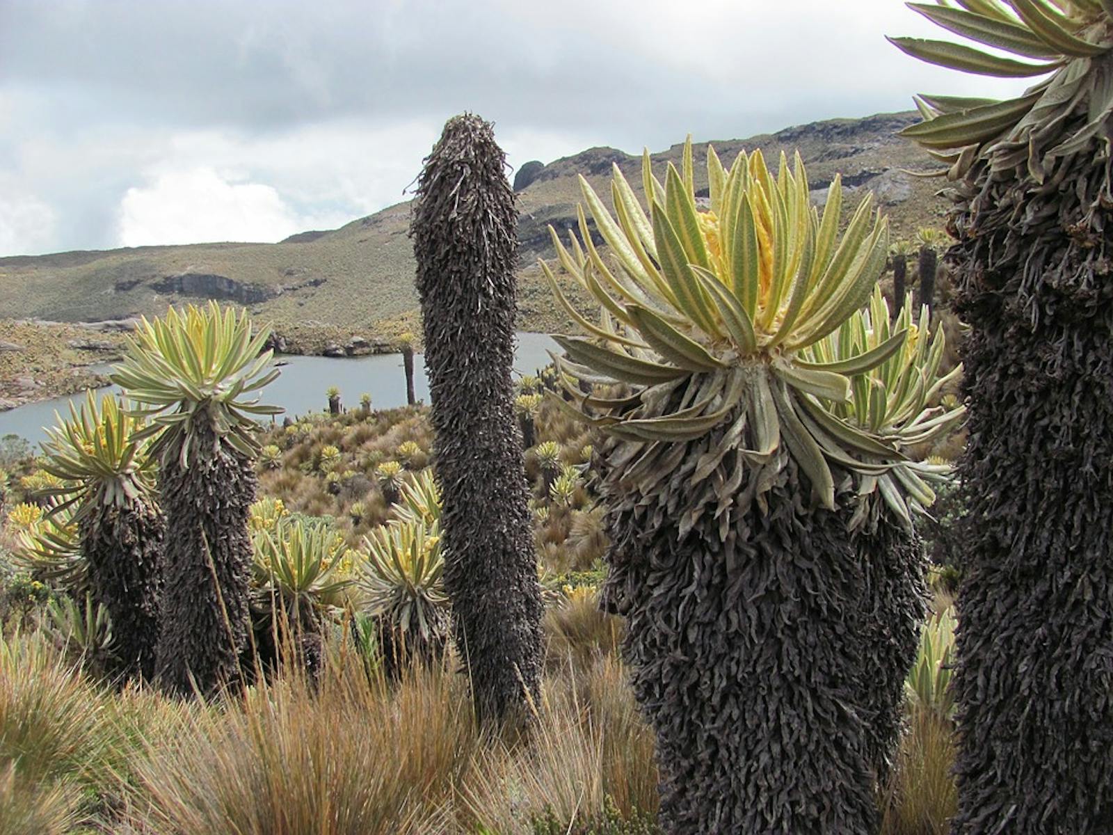 Northern Andean Páramo