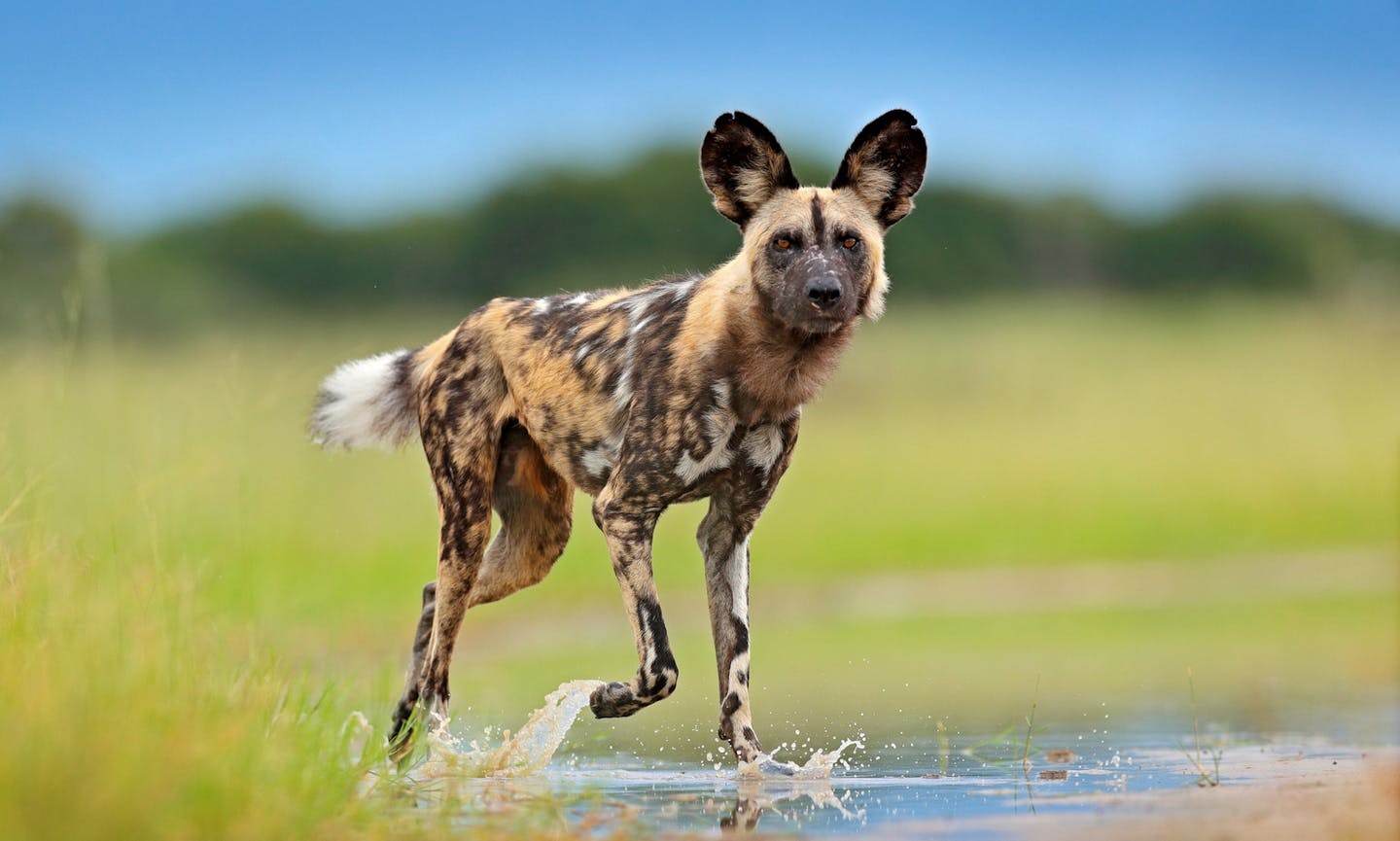The African wild dog: Painted wolf of the savannas