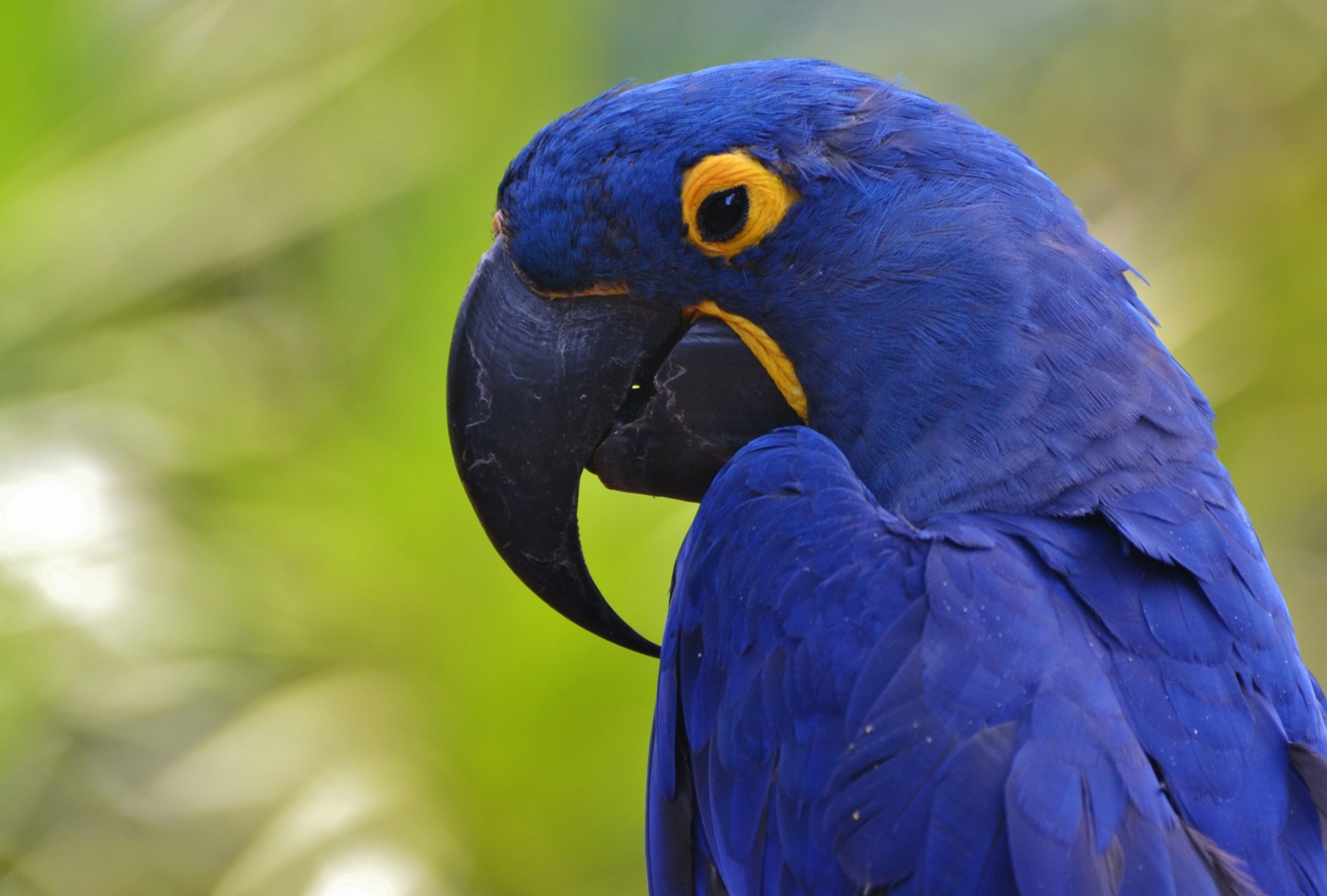 Hyacinth macaw: The largest parrot in the world | One Earth