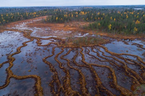 Conserving the Carbon Storehouse in the Marshlands of Ranua, Finland