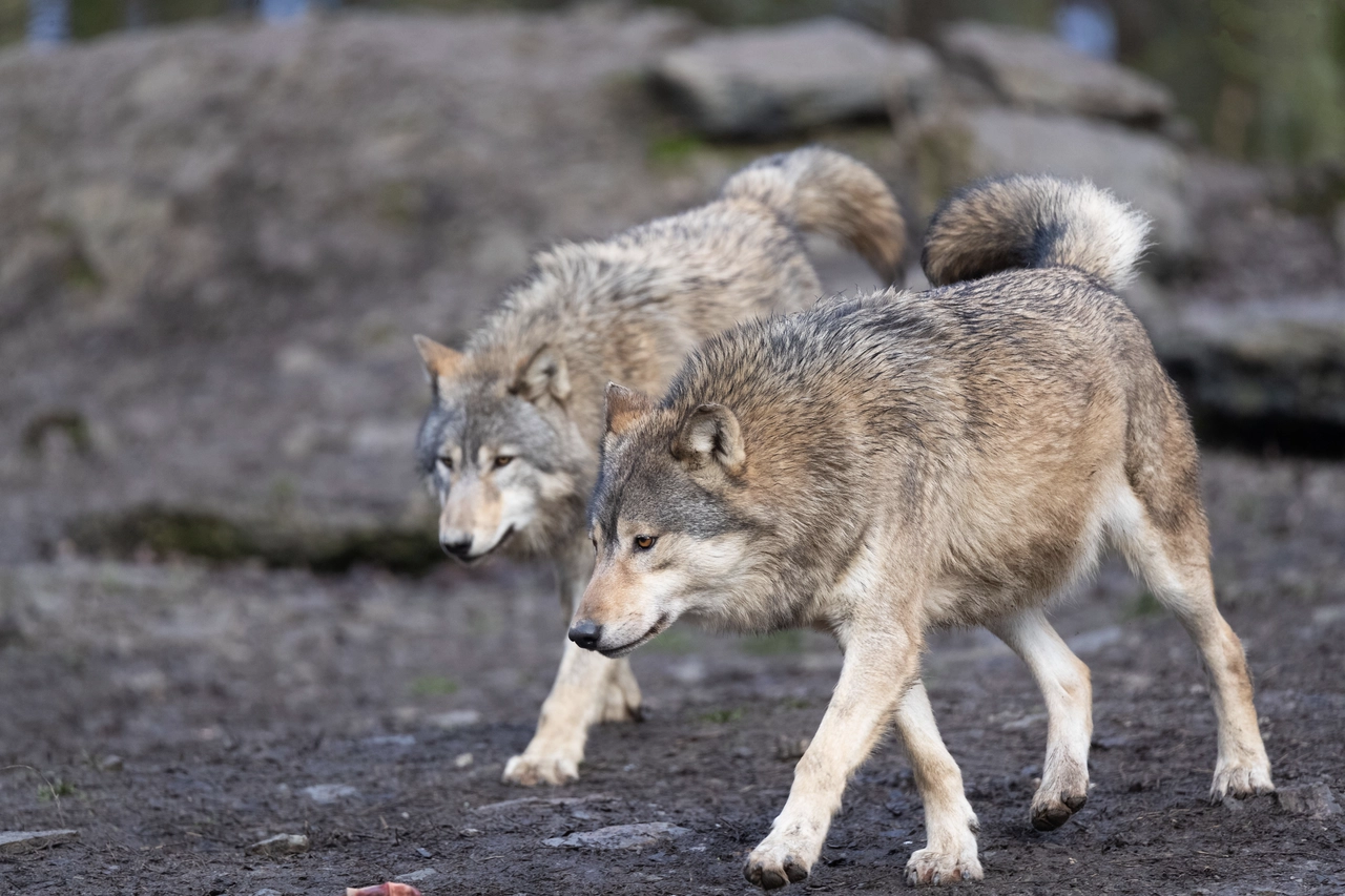 Eastern timber wolf (Canis lupus lycaon). Image credit: iNaturalist