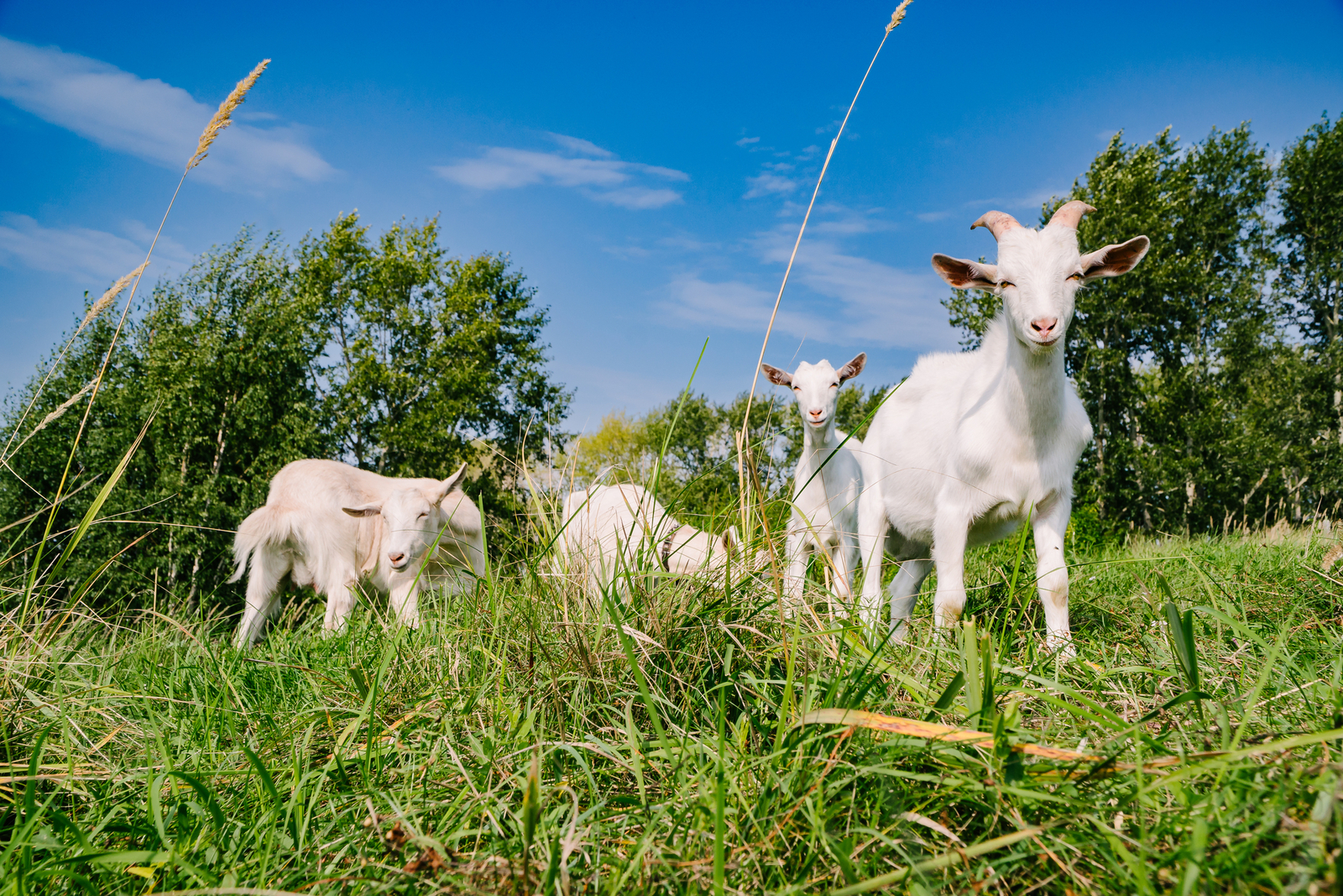 Goat herd. Image credit: © Nikita Lurginson | Dreamstime.com.