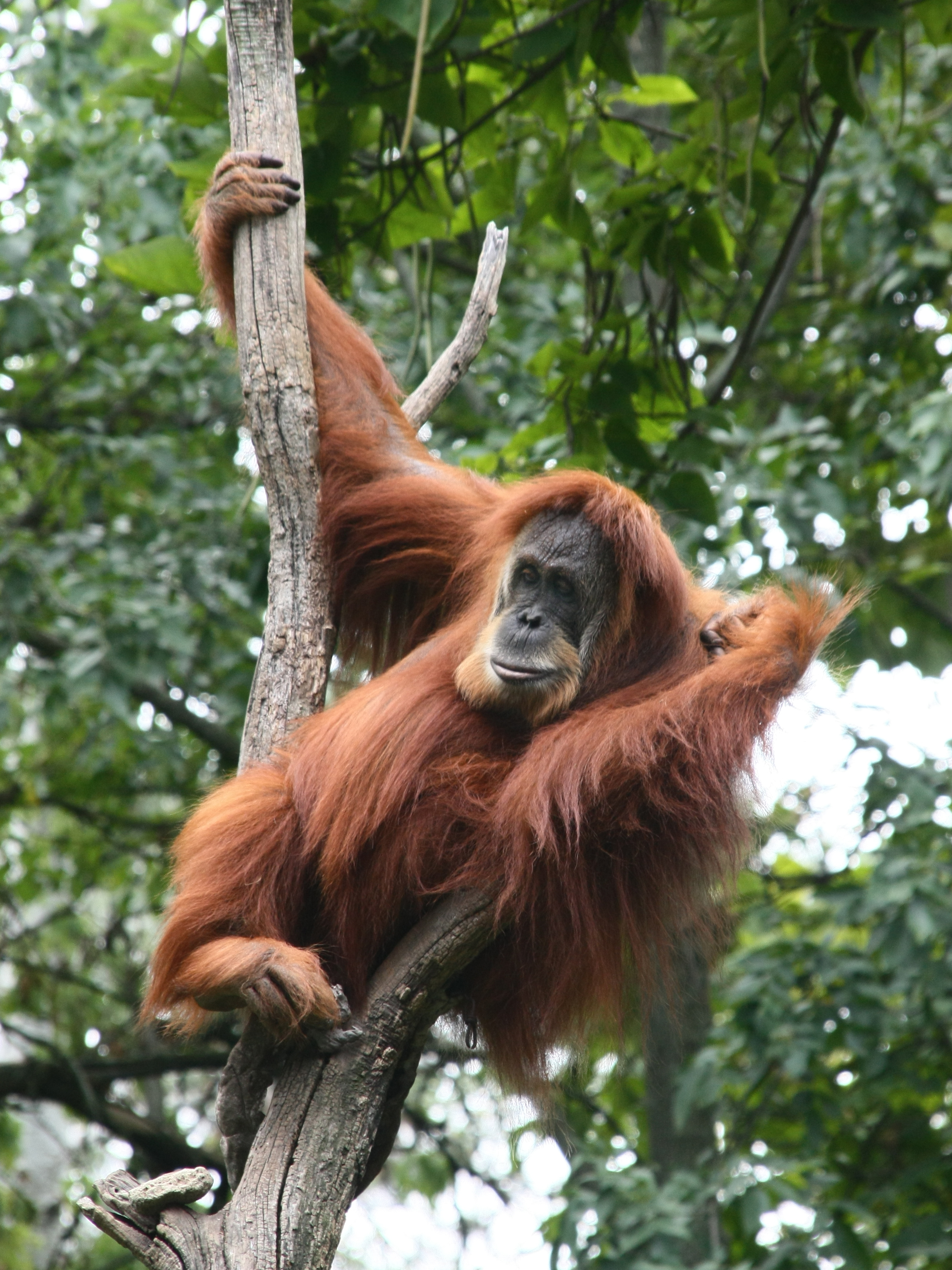 Sumatran Orangutan. Photo by Greg Hume