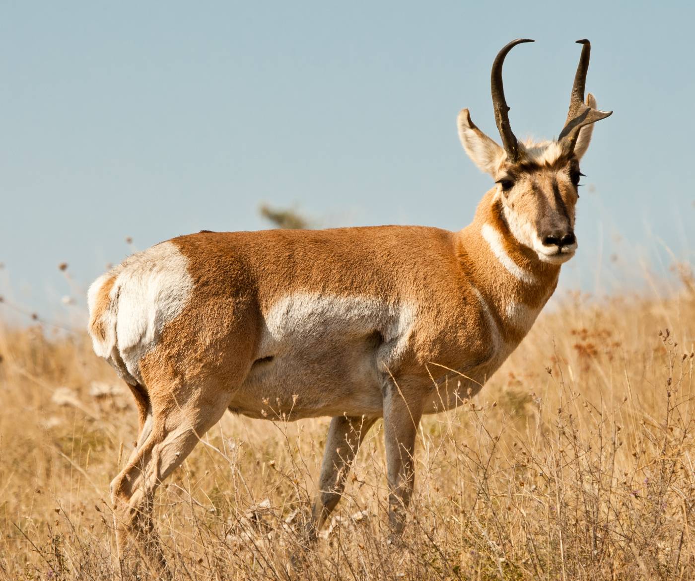 Adult male pronghorn ID 27287442 © Rinus Baak | Dreamstime.com