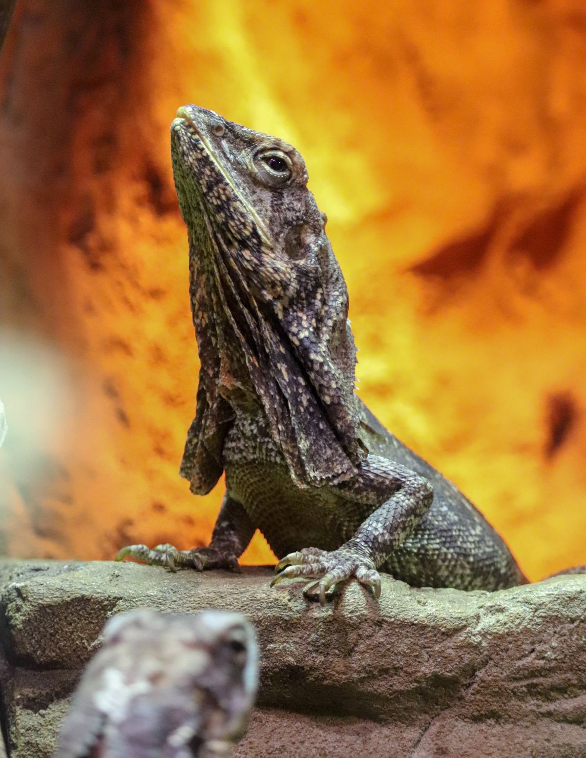 australian frilled lizards