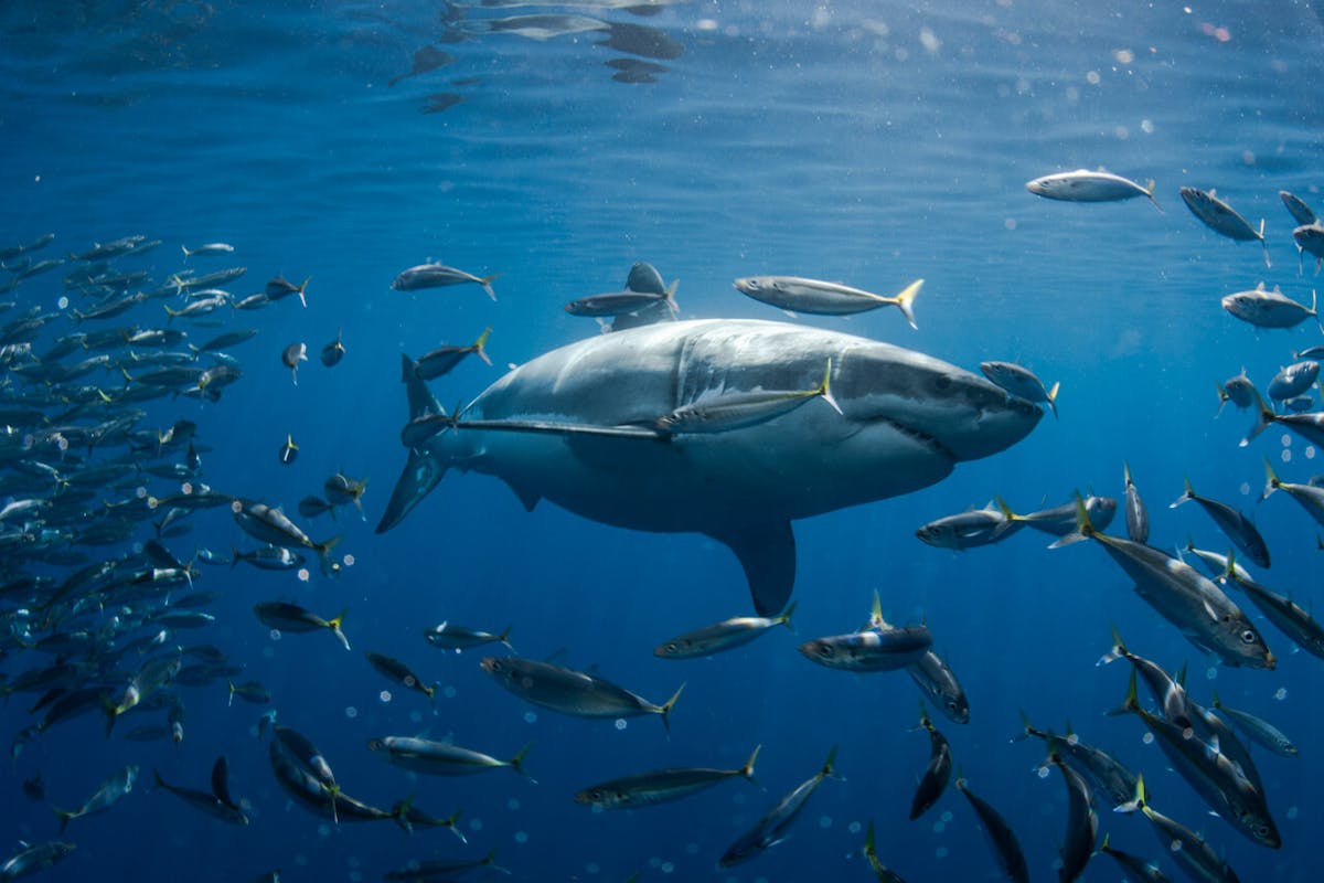 Meet the great white shark, the ocean's most misunderstood predator
