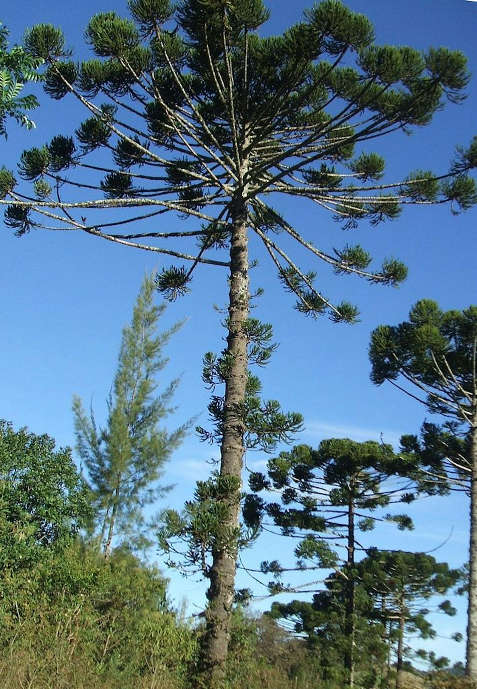 Araucaria tree at the entrace - Picture of Aloe Apartments & Studios, Crete  - Tripadvisor