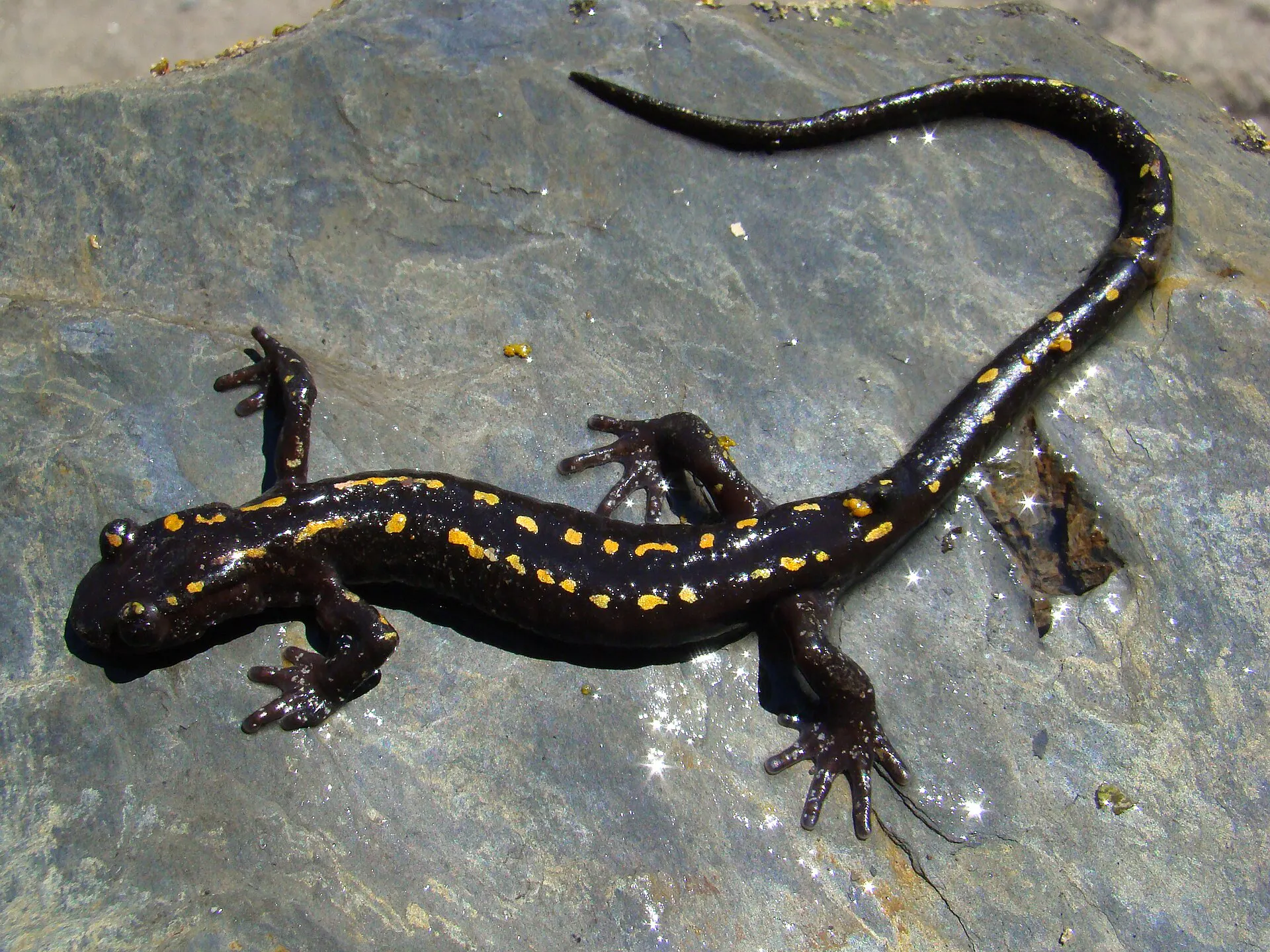 Caucasian salamander Caucasian salamander (Mertensiella caucasica)