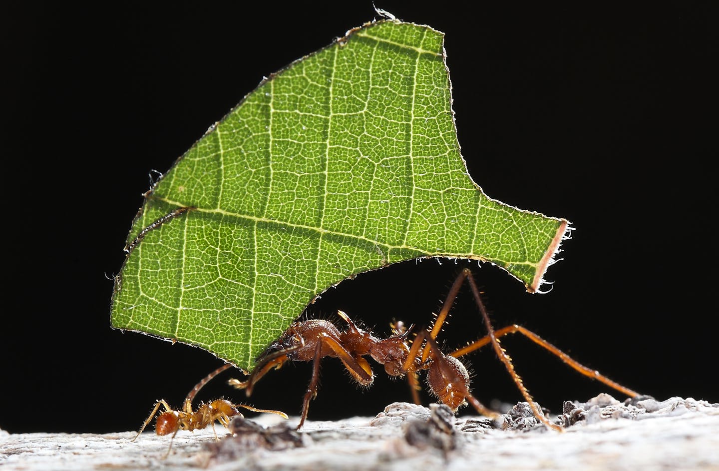 The caste system and gardening proficiency of leafcutter ants