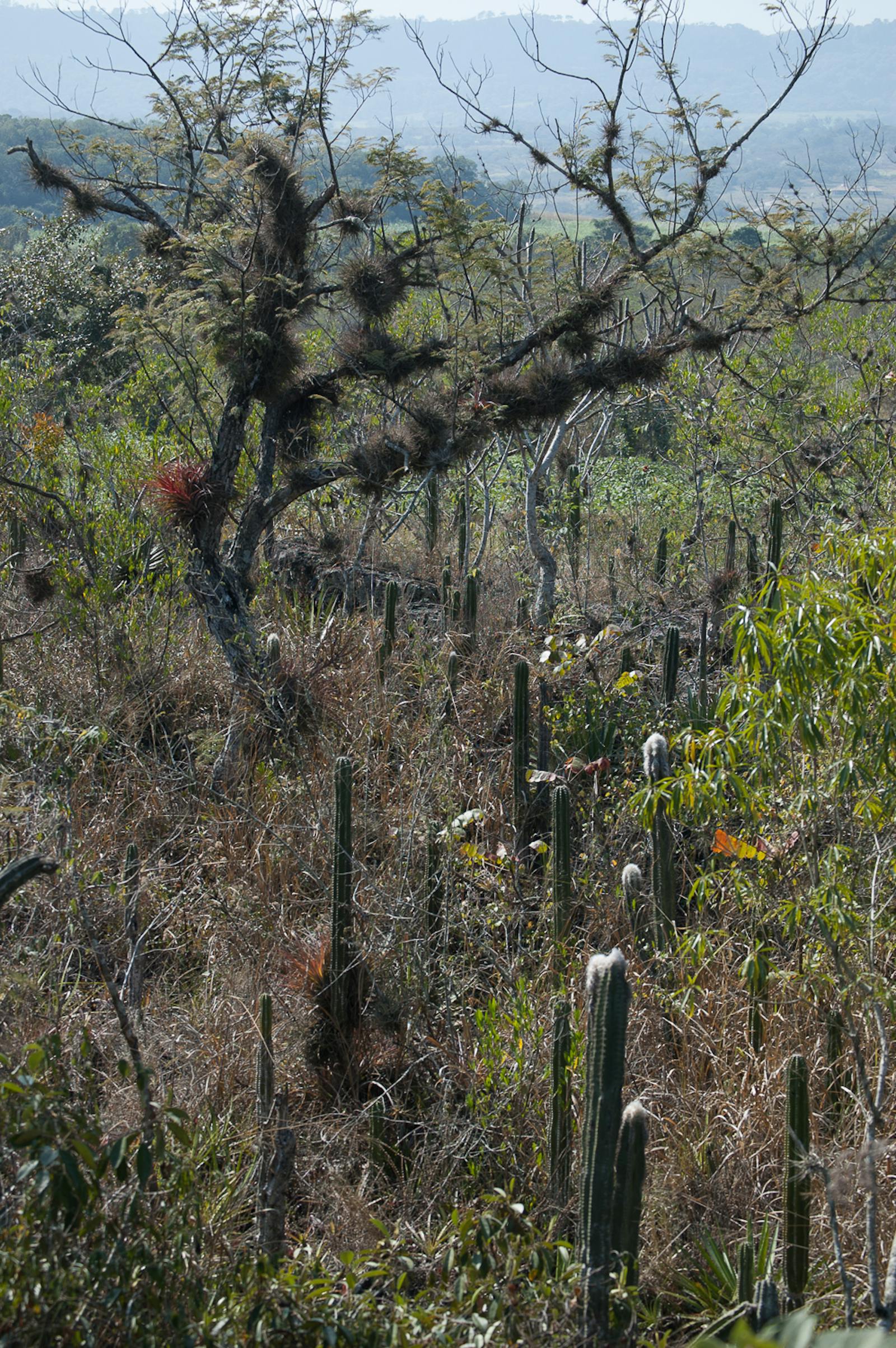 Veracruz Dry Forests