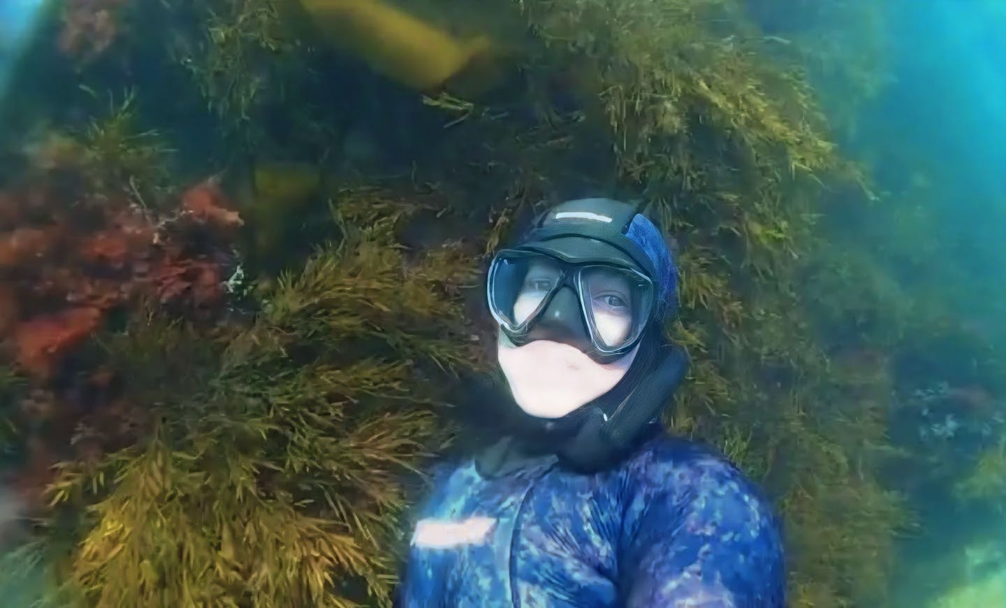 How Steve Allnutt is restoring Sussex’s vanishing kelp forests to protect marine biodiversity