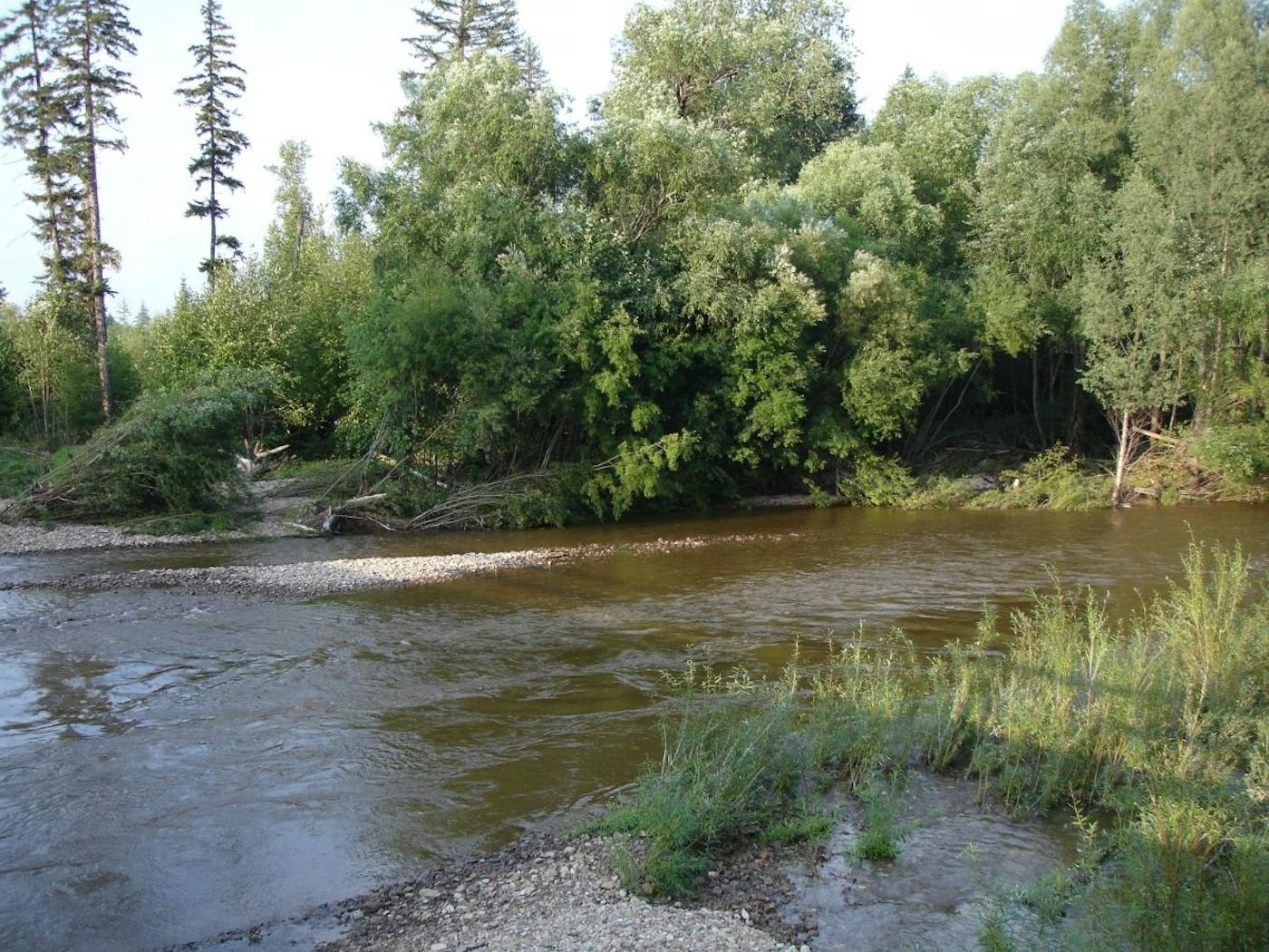 In the Forest of Siberia