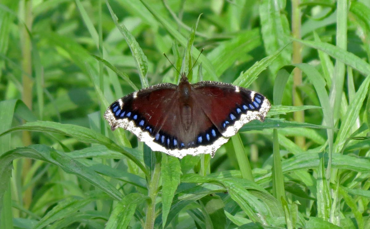 How the mourning cloak butterfly bravely survives the frigid winter