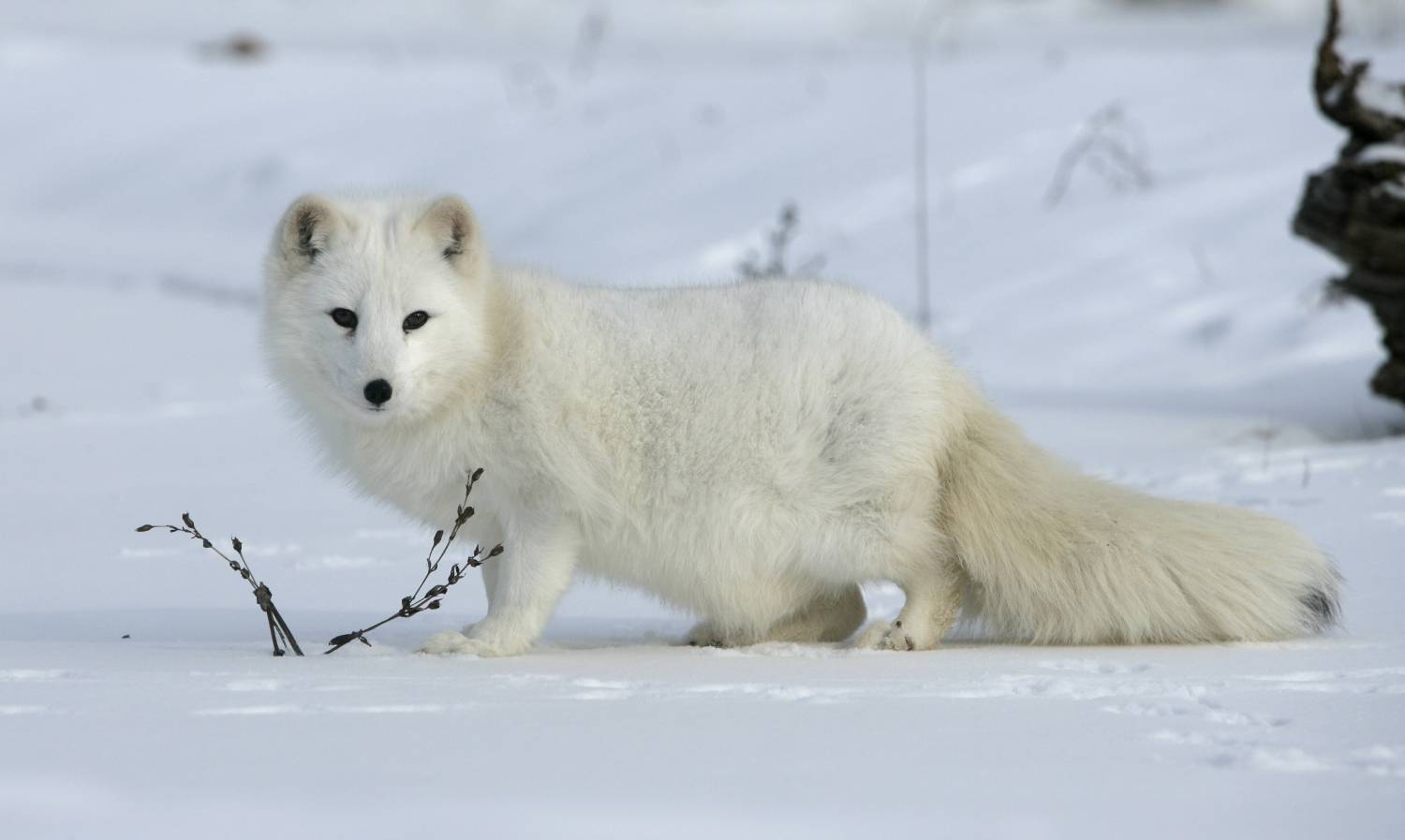 Arctic fox (Alopex lagopus) in the snow. Photo | Dreamstime_34412245