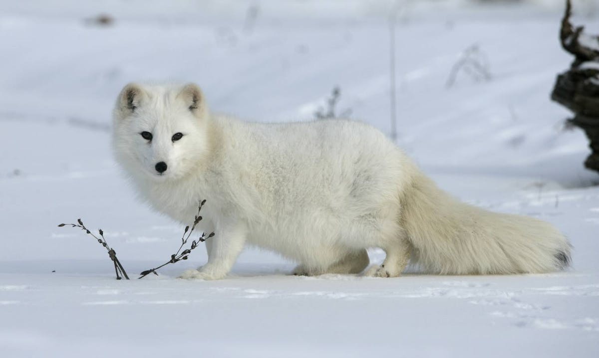 How the Arctic fox survives life in the frozen North