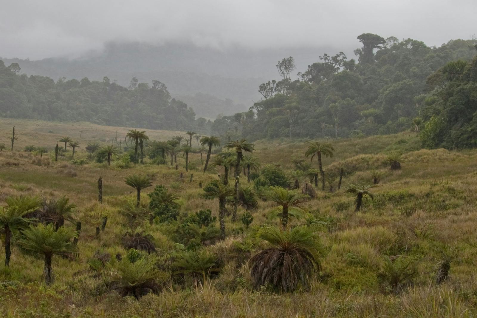Papuan Central Range Sub-Alpine Grasslands