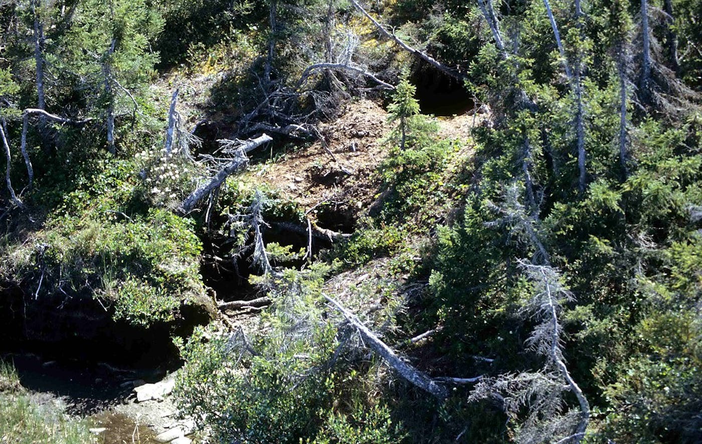 Canadian Shield & Coastal Taiga-Forests (NA9)