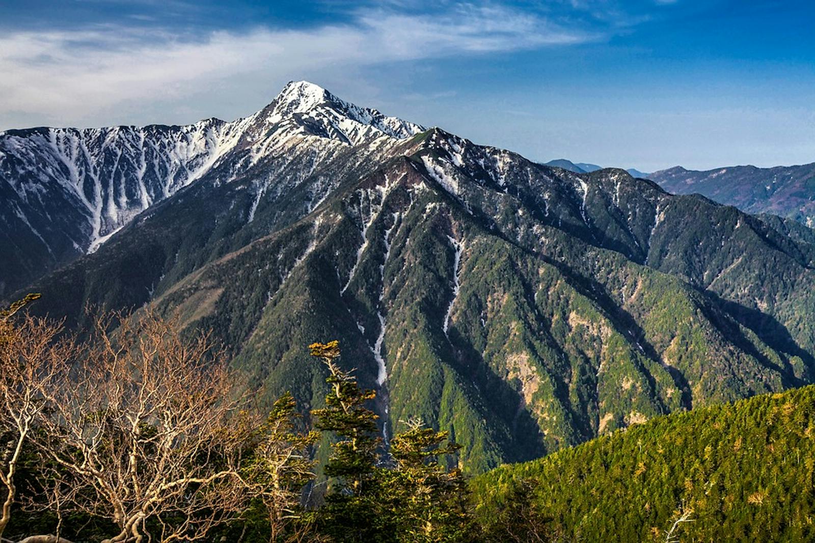 Honshu Alpine Conifer Forests
