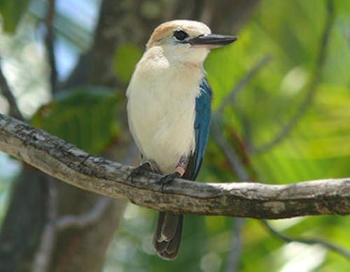 Mangareva kingfisher