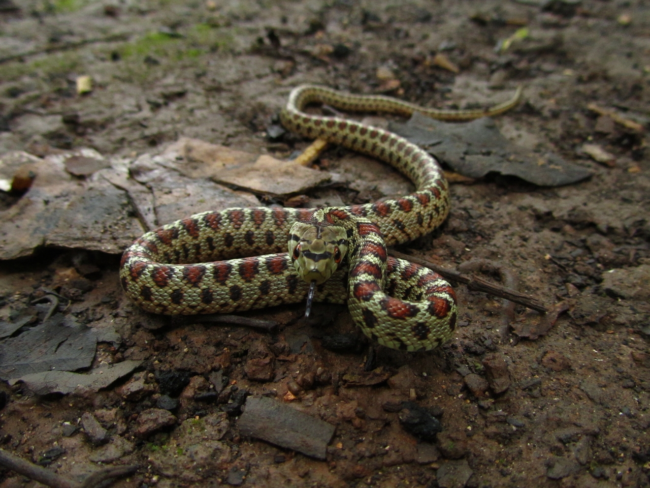 European Ratsnake during daytime in Malta