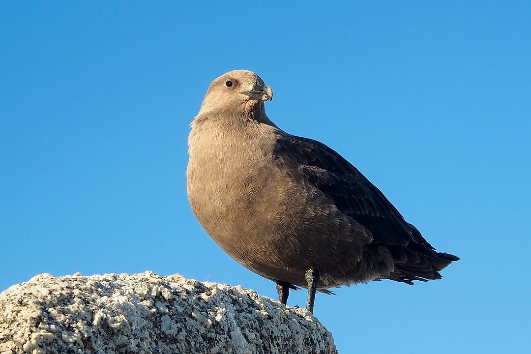 South polar skua. Image credit: Paride Legovini, Creative Commons