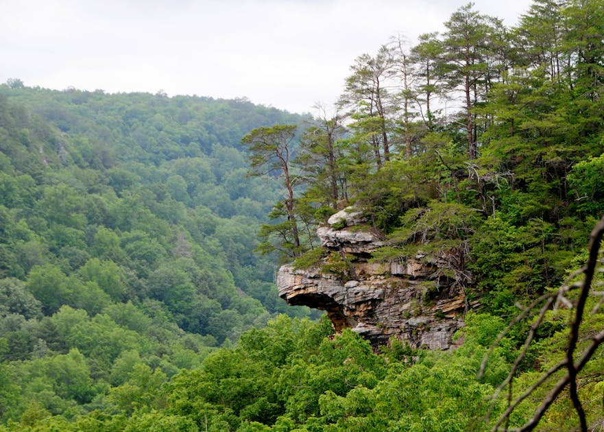 Appalachian Mixed Mesophytic Forests | One Earth