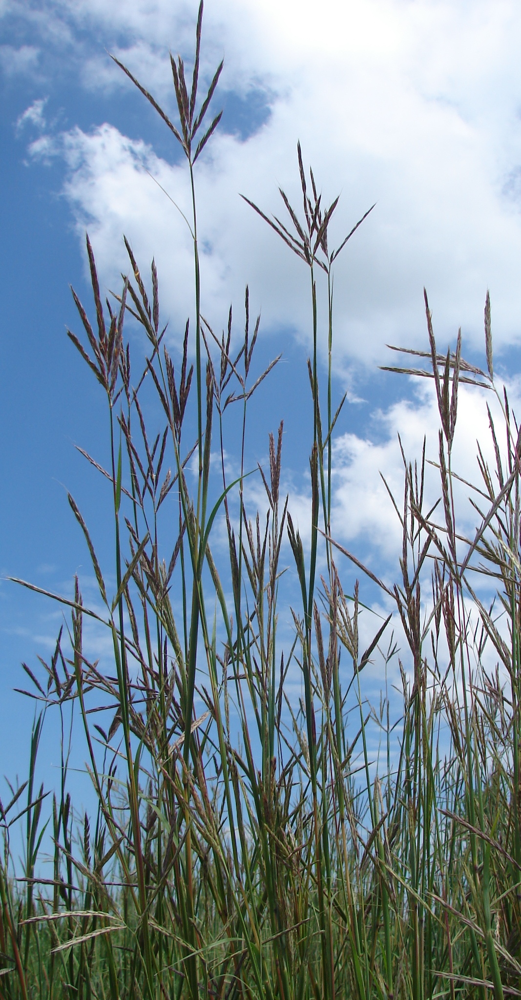 Nebraska Bluestem: Where the Prairie Sings