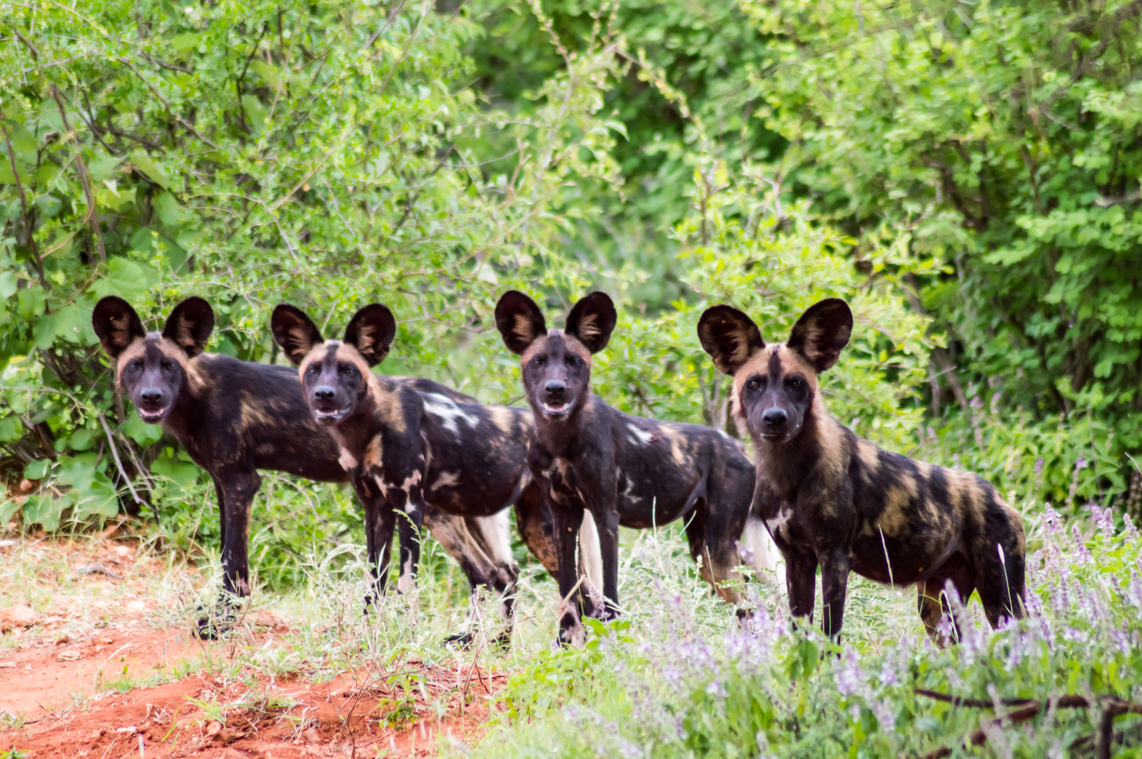 A pack of African wild dogs in Tsavo West Park, Kenya. Image Credit: © Philippe Demande | Dreamstime.com.