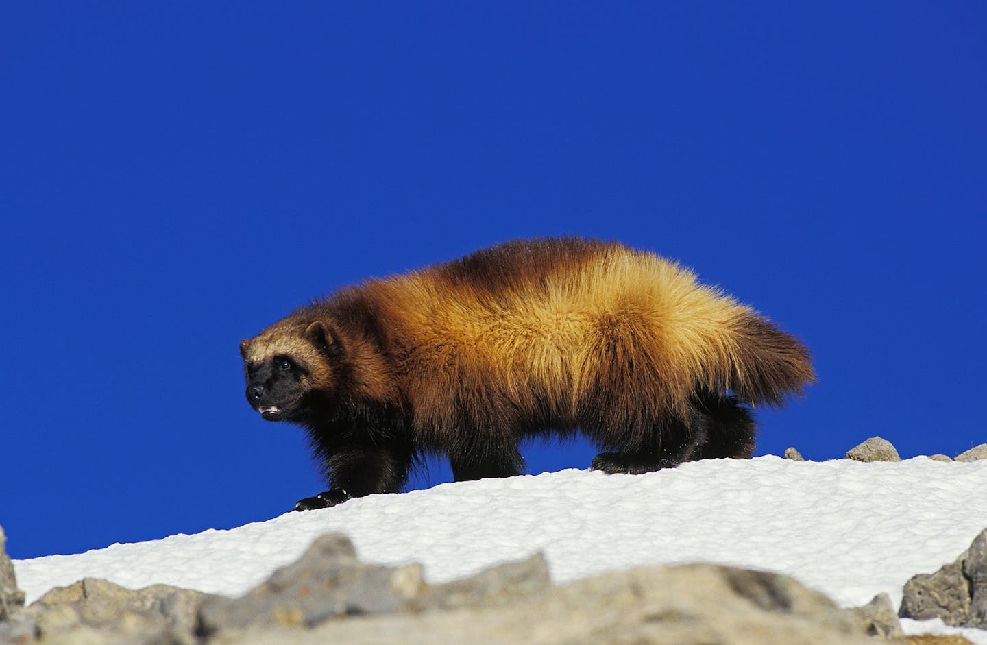 What is a wolverine? Meet a keystone predator of the North.